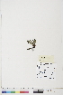  ( - BOT-CHARS-0461)  @11 [ ] CreativeCommons - Attribution (2019) CBG Photography Group Centre for Biodiversity Genomics
