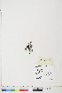  ( - BOT-CHARS-0464)  @11 [ ] CreativeCommons - Attribution (2019) CBG Photography Group Centre for Biodiversity Genomics