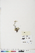  ( - BOT-CHARS-0493)  @11 [ ] CreativeCommons - Attribution (2019) CBG Photography Group Centre for Biodiversity Genomics