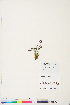  ( - BOT-CHARS-0676)  @11 [ ] CreativeCommons - Attribution (2019) CBG Photography Group Centre for Biodiversity Genomics