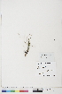  ( - BOT-CHARS-0680)  @11 [ ] CreativeCommons - Attribution (2019) CBG Photography Group Centre for Biodiversity Genomics