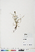  ( - BOT-CHARS-0691)  @11 [ ] CreativeCommons - Attribution (2019) CBG Photography Group Centre for Biodiversity Genomics