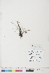  ( - BOT-CHARS-0694)  @11 [ ] CreativeCommons - Attribution (2019) CBG Photography Group Centre for Biodiversity Genomics