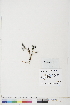  ( - BOT-CHARS-0697)  @11 [ ] CreativeCommons - Attribution (2019) CBG Photography Group Centre for Biodiversity Genomics