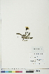  ( - BOT-CHARS-0708)  @11 [ ] CreativeCommons - Attribution (2019) CBG Photography Group Centre for Biodiversity Genomics