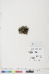  ( - BOT-CHARS-0728)  @11 [ ] CreativeCommons - Attribution (2019) CBG Photography Group Centre for Biodiversity Genomics