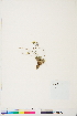  ( - BOT-CHARS-0738)  @11 [ ] CreativeCommons - Attribution (2019) CBG Photography Group Centre for Biodiversity Genomics