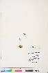  ( - BOT-CHARS-0747)  @11 [ ] CreativeCommons - Attribution (2019) CBG Photography Group Centre for Biodiversity Genomics