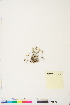  ( - BOT-CHARS-0750)  @11 [ ] CreativeCommons - Attribution (2019) CBG Photography Group Centre for Biodiversity Genomics