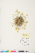  ( - BOT-CHARS-0754)  @11 [ ] CreativeCommons - Attribution (2019) CBG Photography Group Centre for Biodiversity Genomics
