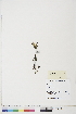  ( - BOT-CHARS-0758)  @11 [ ] CreativeCommons - Attribution (2019) CBG Photography Group Centre for Biodiversity Genomics