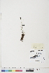  ( - BOT-CHARS-0784)  @11 [ ] CreativeCommons - Attribution (2019) CBG Photography Group Centre for Biodiversity Genomics