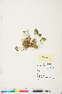  ( - BOT-CHARS-0788)  @11 [ ] CreativeCommons - Attribution (2019) CBG Photography Group Centre for Biodiversity Genomics