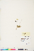  ( - BOT-CHARS-0789)  @11 [ ] CreativeCommons - Attribution (2019) CBG Photography Group Centre for Biodiversity Genomics