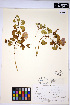  ( - HERB0180)  @11 [ ] CreativeCommons - Attribution Non-Commercial Share-Alike (2013) Unspecified UBC Herbarium