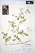  ( - HERB0022)  @11 [ ] CreativeCommons - Attribution Non-Commercial Share-Alike (2013) Unspecified UBC Herbarium