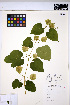  ( - HERB0168)  @11 [ ] CreativeCommons - Attribution Non-Commercial Share-Alike (2013) Unspecified UBC Herbarium