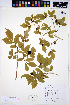  ( - HERB0240)  @11 [ ] CreativeCommons - Attribution Non-Commercial Share-Alike (2013) Unspecified UBC Herbarium