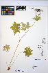 ( - HERB0368)  @11 [ ] CreativeCommons - Attribution Non-Commercial Share-Alike (2013) Unspecified UBC Herbarium