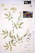  ( - HERB0050)  @11 [ ] CreativeCommons - Attribution Non-Commercial Share-Alike (2013) Unspecified UBC Herbarium