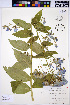  ( - HERB0155)  @11 [ ] CreativeCommons - Attribution Non-Commercial Share-Alike (2013) Unspecified UBC Herbarium