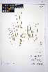  ( - HERB0429)  @11 [ ] CreativeCommons - Attribution Non-Commercial Share-Alike (2013) Unspecified UBC Herbarium