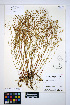  ( - HERB0464)  @11 [ ] CreativeCommons - Attribution Non-Commercial Share-Alike (2013) Unspecified UBC Herbarium