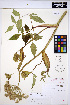  (Angelica genuflexa - HERB0020)  @11 [ ] CreativeCommons - Attribution Non-Commercial Share-Alike (2013) Unspecified UBC Herbarium