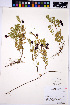  ( - HERB0229)  @11 [ ] CreativeCommons - Attribution Non-Commercial Share-Alike (2013) Unspecified UBC Herbarium