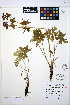  ( - HERB0374)  @11 [ ] CreativeCommons - Attribution Non-Commercial Share-Alike (2013) Unspecified UBC Herbarium