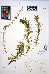  ( - HERB0401)  @11 [ ] CreativeCommons - Attribution Non-Commercial Share-Alike (2013) Unspecified UBC Herbarium