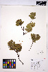  ( - HERB0217)  @11 [ ] CreativeCommons - Attribution Non-Commercial Share-Alike (2013) Unspecified UBC Herbarium