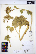  ( - HERB0021)  @11 [ ] CreativeCommons - Attribution Non-Commercial Share-Alike (2013) Unspecified UBC Herbarium