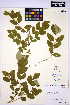  (Symphoricarpos occidentalis - HERB0173)  @11 [ ] CreativeCommons - Attribution Non-Commercial Share-Alike (2013) Unspecified UBC Herbarium
