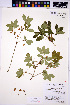  ( - HERB0228)  @11 [ ] CreativeCommons - Attribution Non-Commercial Share-Alike (2013) Unspecified UBC Herbarium