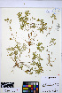  ( - HERB0367)  @11 [ ] CreativeCommons - Attribution Non-Commercial Share-Alike (2013) Unspecified UBC Herbarium