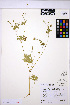  ( - HERB0366)  @11 [ ] CreativeCommons - Attribution Non-Commercial Share-Alike (2013) Unspecified UBC Herbarium