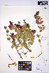  ( - HERB0208)  @11 [ ] CreativeCommons - Attribution Non-Commercial Share-Alike (2013) Unspecified UBC Herbarium