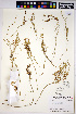  (Cuscuta salina - HERB0186)  @11 [ ] CreativeCommons - Attribution Non-Commercial Share-Alike (2013) Unspecified UBC Herbarium