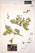  ( - HERB0047)  @11 [ ] CreativeCommons - Attribution Non-Commercial Share-Alike (2013) Unspecified UBC Herbarium