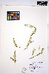  ( - HERB0224)  @11 [ ] CreativeCommons - Attribution Non-Commercial Share-Alike (2013) Unspecified UBC Herbarium