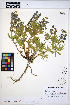  ( - HERB0302)  @11 [ ] CreativeCommons - Attribution Non-Commercial Share-Alike (2013) Unspecified UBC Herbarium