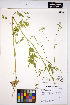  ( - HERB0052)  @11 [ ] CreativeCommons - Attribution Non-Commercial Share-Alike (2013) Unspecified UBC Herbarium