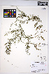  ( - HERB0176)  @11 [ ] CreativeCommons - Attribution Non-Commercial Share-Alike (2013) Unspecified UBC Herbarium