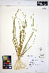  ( - HERB0005)  @11 [ ] CreativeCommons - Attribution Non-Commercial Share-Alike (2013) Unspecified UBC Herbarium
