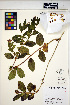  ( - HERB0171)  @11 [ ] CreativeCommons - Attribution Non-Commercial Share-Alike (2013) Unspecified UBC Herbarium