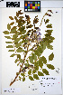  ( - HERB0314)  @11 [ ] CreativeCommons - Attribution Non-Commercial Share-Alike (2013) Unspecified UBC Herbarium