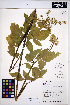  (Angelica arguta - HERB0018)  @11 [ ] CreativeCommons - Attribution Non-Commercial Share-Alike (2013) Unspecified UBC Herbarium