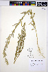  ( - HERB0134)  @11 [ ] CreativeCommons - Attribution Non-Commercial Share-Alike (2013) Unspecified UBC Herbarium