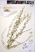  ( - HERB0126)  @11 [ ] CreativeCommons - Attribution Non-Commercial Share-Alike (2013) Unspecified UBC Herbarium